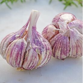 Thai Fire, Garlic Bulbs
